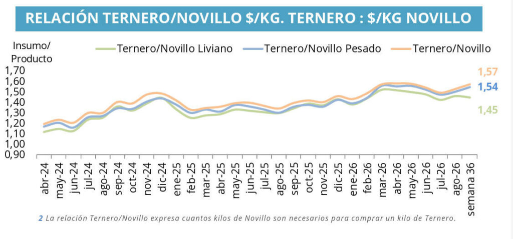 Ternero, Novillo