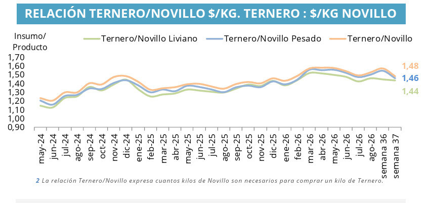 Ternero, Novillo