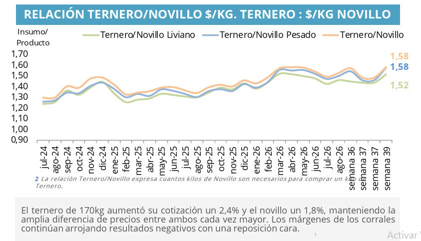 Ternero, Novillo