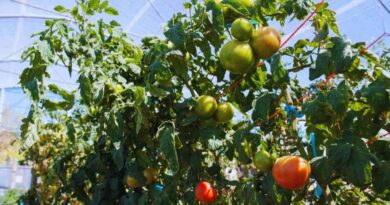 Tomate, Trampa Solar