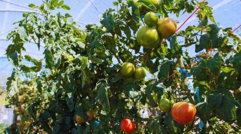 Tomate, Trampa Solar