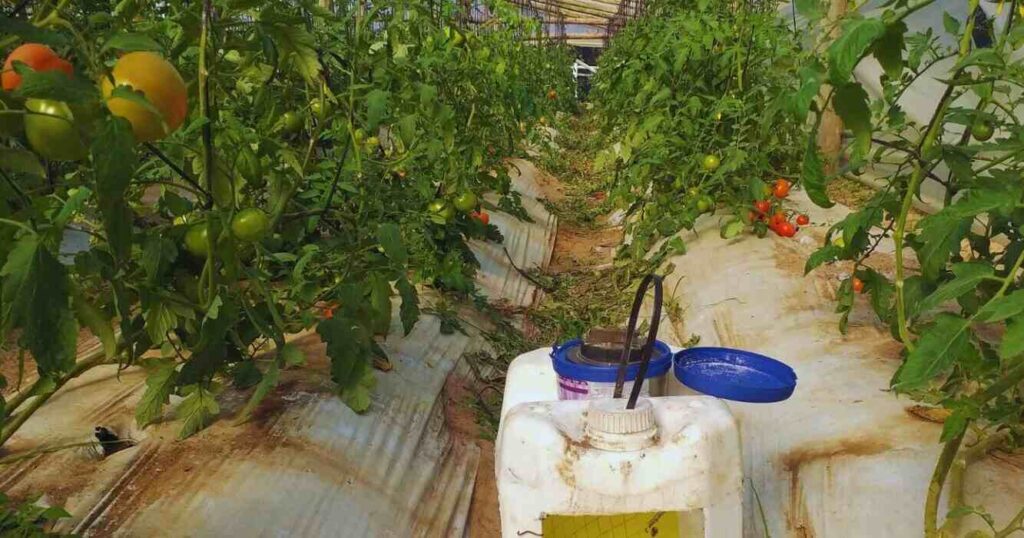 Tomate, Trampa Solar