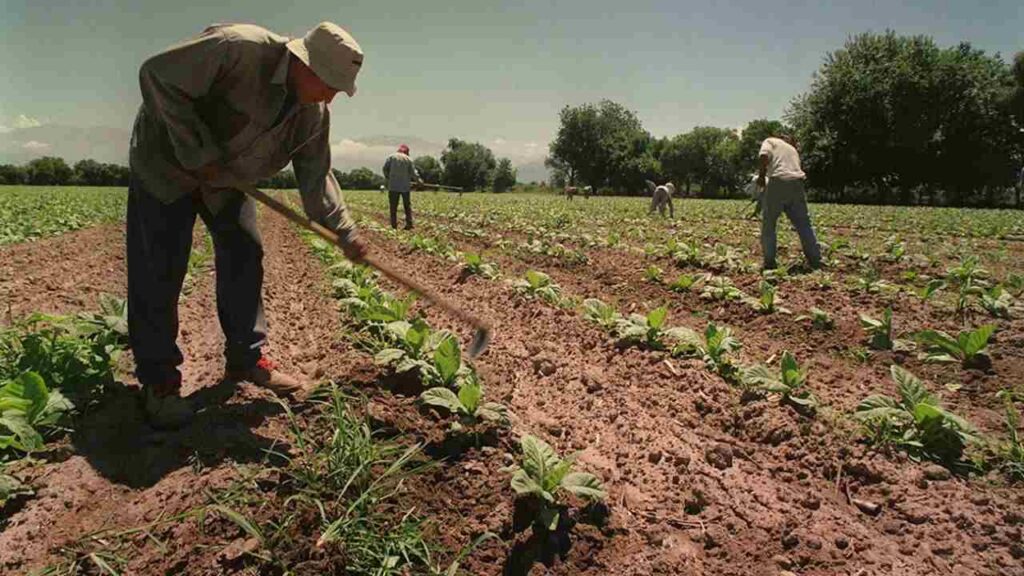 Trabajadores Rurales, Salario, trabajo agrario