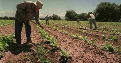 Trabajadores Rurales, Salario, trabajo agrario, Renatre
