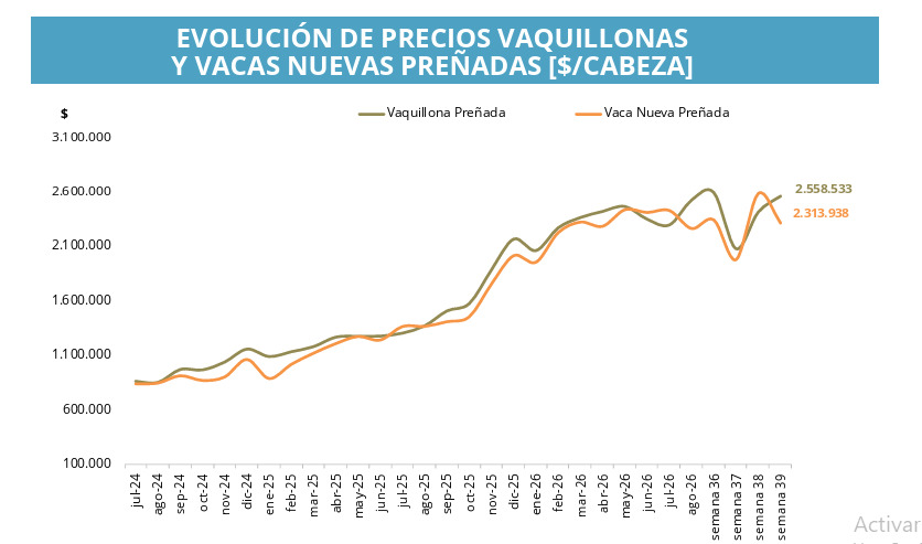 Vaquillonas preñadas
