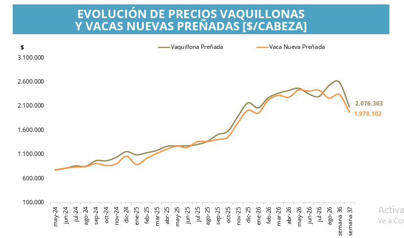 Vaquillonas, Vacas