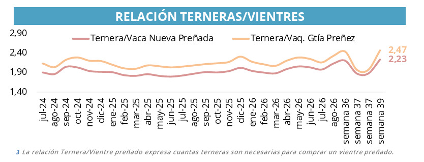 Vientres, terneras