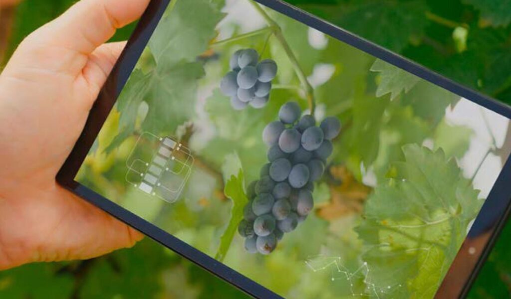 Vitivinicultura, INTA, Digitalización, Tecnología