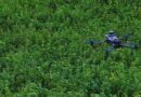 Alfalfa, Dron