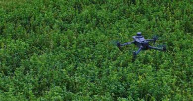Alfalfa, Dron