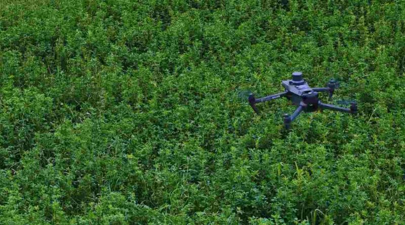 Alfalfa, Dron