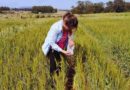 Ambiente, Manejo Agrícola, Agricultura