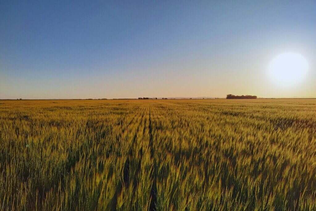 Ambiente, Manejo Agrícola, Agricultura
