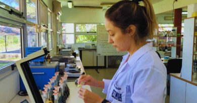 Arroz, INTA, Ciencia, Tecnología