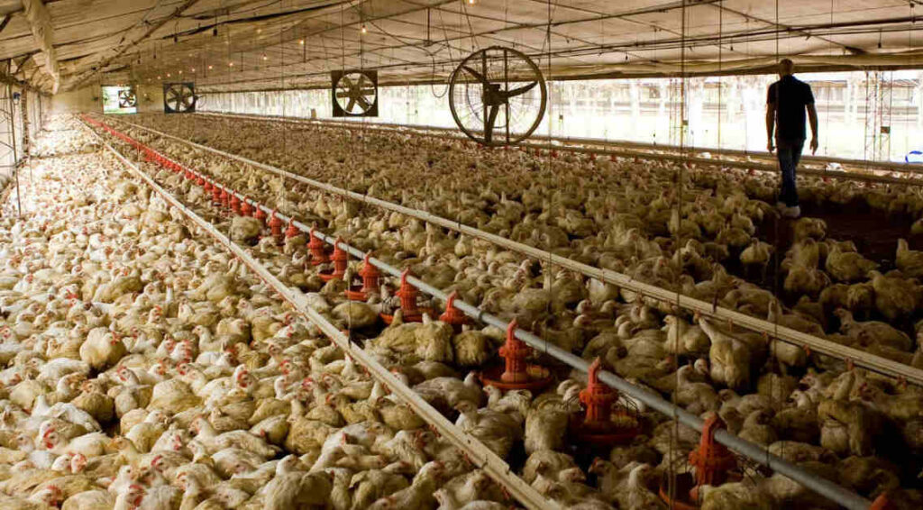 Avícola, Aviar, Pollos, Newcastle, Brasil, sanidad