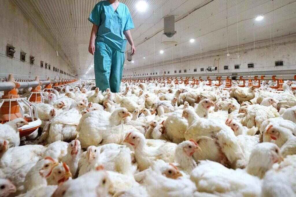 Avícola, Aviar, Pollos, Newcastle, Brasil, sanidad