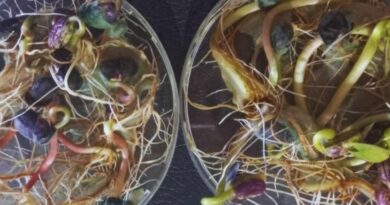 Bioinsumo, INTA, Cultivos
