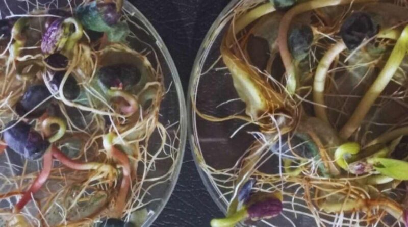 Bioinsumo, INTA, Cultivos