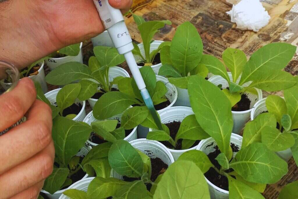 Bioinsumo, INTA, Cultivos