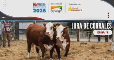 Nacional Primavera Braford, 2026, Ganadería