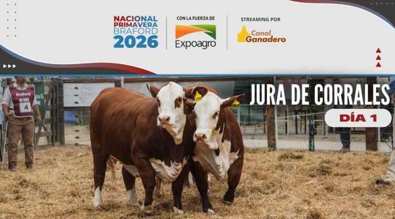 Nacional Primavera Braford, 2026, Ganadería