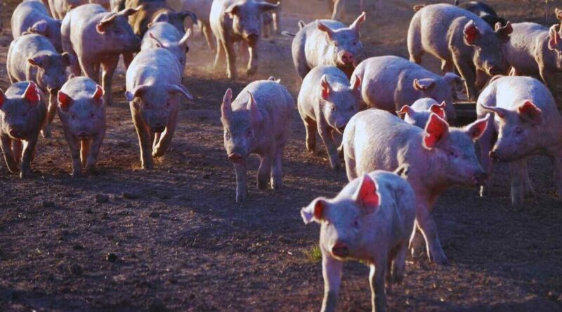 Cerdo, Carne Porcina, sector porcino