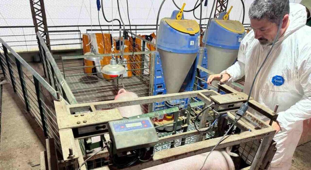 Cerdo, Industria Porcina