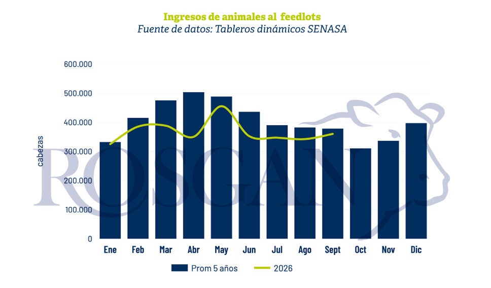 Feedlots, Septiembre 2026, Ingresos