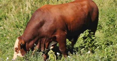 Ganadería, Bienestar Animal, INTA