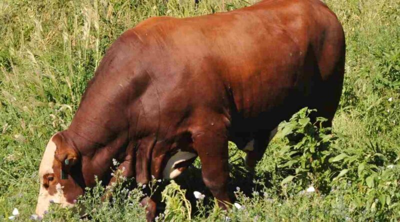 Ganadería, Bienestar Animal, INTA