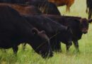 Ganadería, Genética, Inseminación