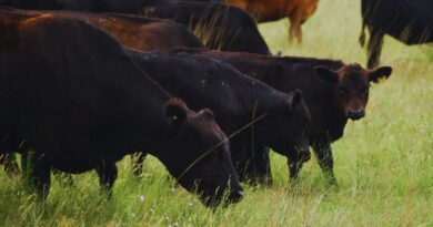 Ganadería, Genética, Inseminación