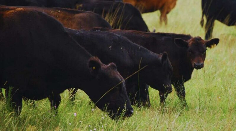 Ganadería, Genética, Inseminación