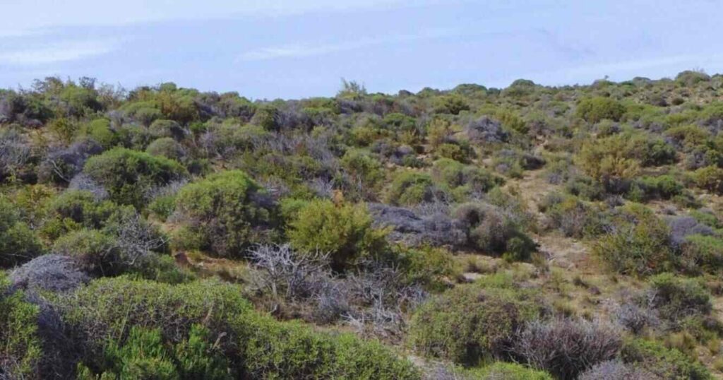 Ganadería, Santa Cruz, Patagonia, IPGeo