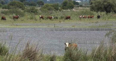 Ganadería, Inundaciones, Paraná