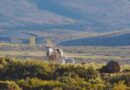 Ganadería, Santa Cruz, Patagonia, IPGeo
