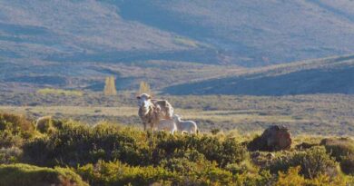 Ganadería, Santa Cruz, Patagonia, IPGeo