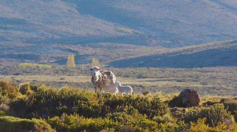 Ganadería, Santa Cruz, Patagonia, IPGeo