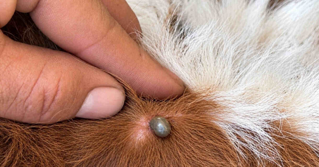 Garrapata Bovina, Ganadería