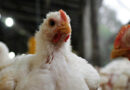 Influenza Aviar, Avícola, Pollo