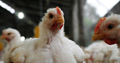 Influenza Aviar, Avícola, Pollo