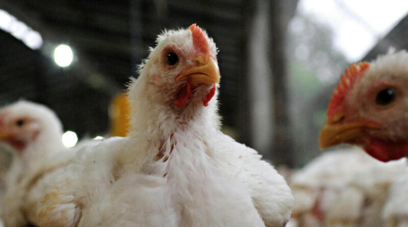 Influenza Aviar, Avícola, Pollo