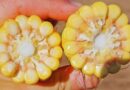 Maíz, Siembra, Rendimiento