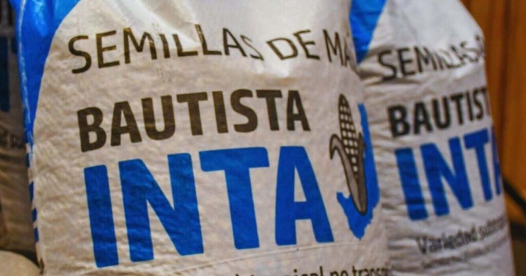 Maíz, Bautista INTA, Misiones