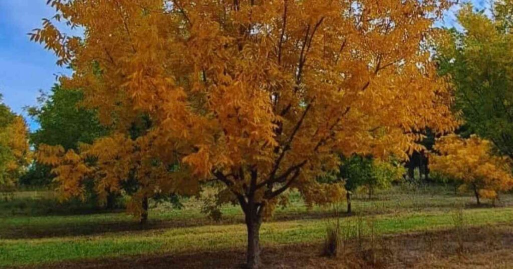 Pecán, Cultivo, Planta, Árbol