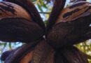 Pecán, Nuez, Nueces, Planta, ADN