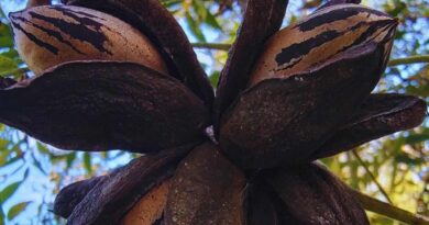 Pecán, Nuez, Nueces, Planta, ADN