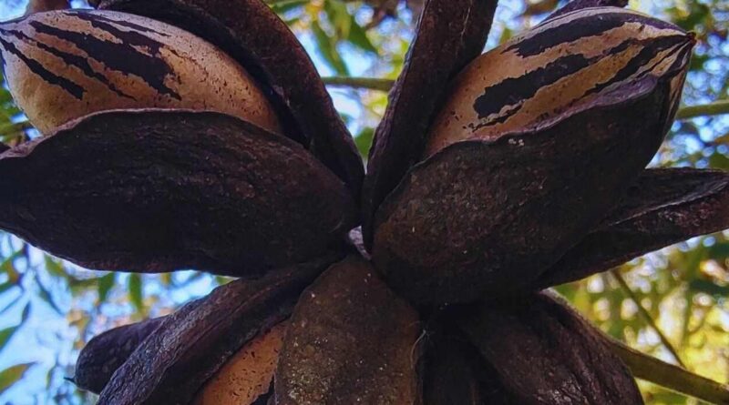 Pecán, Nuez, Nueces, Planta, ADN
