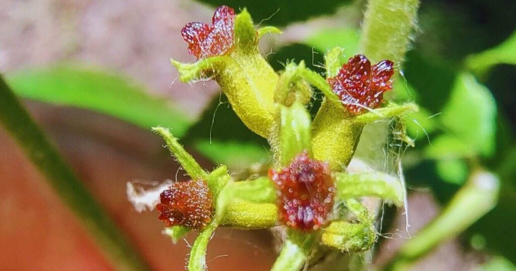 Pecán, Nuez, Nueces, Planta, ADN