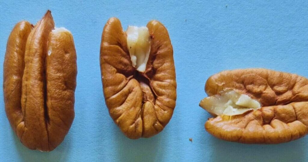 Pecán, Nuez, Nueces, Planta, ADN